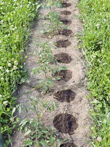 Row of tomatoes with clover aisles. There are round wet areas in the soil every 12 inches or so where the emitters are in the drip tape, which is buried below the soil.