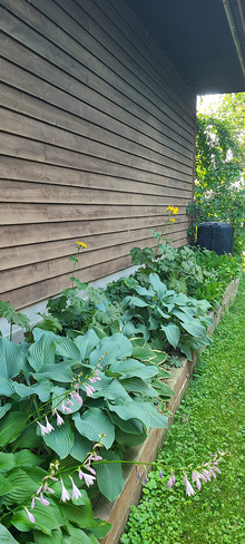 Garden bed against wood wall of a building under large eaves.