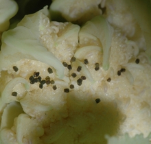 Brownish droppings of caterpillar on cauliflower florets