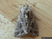 Grayish brown moth with four legs 