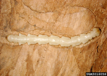Emerald ash borer larva inside wood.