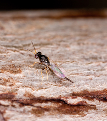 Adult parasitoid resting on a brown, tree background.
