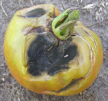 yellow tomato that has a large black decayed spot