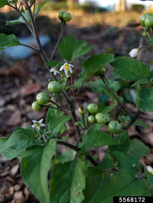 Green, berry-like fruit on and eastern black nightshade plant.