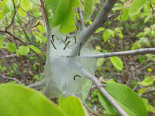 Eastern tent caterpillar webbing damage in tree