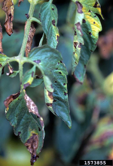  Early blight produced brown spots with yellow halos and concentric rings.