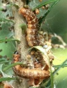 Two tan caterpillars with brown markings and cream dots entwined around a spruce stem.