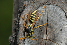 A black and yellow wasp with clear, brown wings