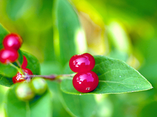 close up of red honeysuckle berries