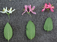 comparing honeysuckle leaves and flowers size and color