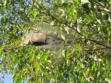 Fall webworm webbing in large tree