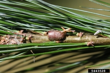 A brown cocoon on a pine twig