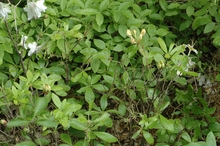 Heavily defoliated azalea plants
