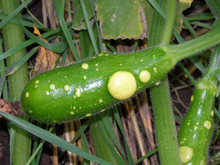 A green zucchini with a yellow wart
