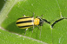 A yellow beetle with three black stripes on its back