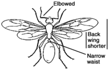 The hind wings on carpenter ants are shorter than the front wings.