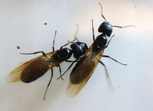 Carpenter ants can be identified by the size of their wings.