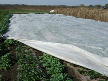 Vegetable plants covered with meshed row cover to protect them from insects