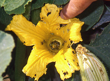 Tiny striped cucumber beetles feeding on a yellow colored squash bloom