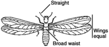 The wings on termites are equally sized.
