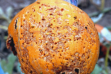 A severely damaged pumpkin with numerous holes 