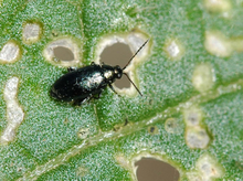 A shiny black crucifer flea beetle making holes in a green leaf