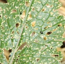 Tiny, black beetles feeding on a green leaf with several holes