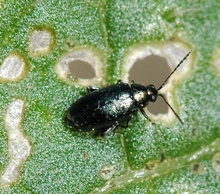 A shiny, black beetle feeding on a green leaf