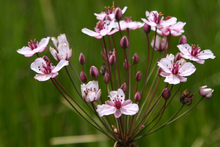 close up of pink flowering rush cluster of buds