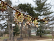 Close up of the tiny flowers of an American elm. The flowers are hanging in clusters from light green stalks, with no petals, white stamens that are longer than the calyx, and dark brown stamen tips. 