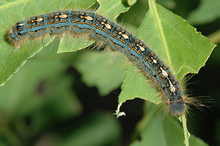 Forest tent caterpillar on leaf