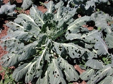 Holes in leaves of cabbage plant