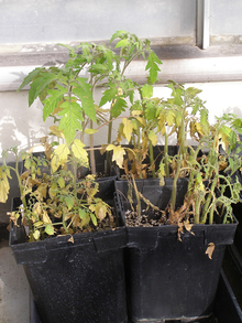 Tomato translplants in trays. Front plants are small, wilted and yellow.  Plants in back are larger, upright and darker green.