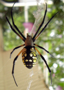 a black and yellow spider