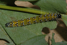 Genista broom moth