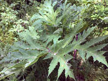 short giant hogweed plant leaves