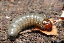 Shiny whitish cutworm with a red head