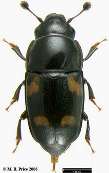 A long black beetle with six legs, two antennae and four yellowish spots on the wing covers
