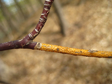 Small branch tip with raised, yellow blisters.