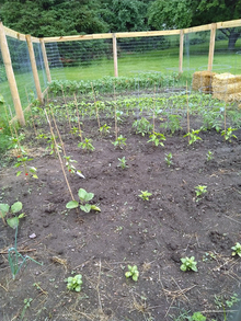 A fenced vegetable garden with peppers and herbs that have plenty of room to grow. In the background, the densely planted tomatoes are getting crowded.
