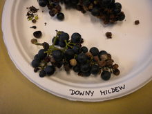 infected grapes on paper plate