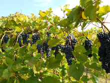 Growing Grapes In The Home Garden Umn Extension