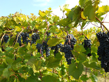 a row of dark purple grapes on green leafy vines in a vineyard ready for harvesting