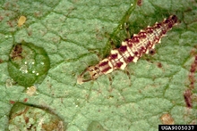 long, thin brown and white insect crawling on a leaf