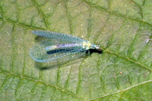 green insect with transparent wings on leaf