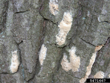 Lymantria dispar (gypsy moth) egg masses on a tree trunk.
