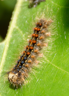 Spongy moth caterpillar crawling on a leaf.