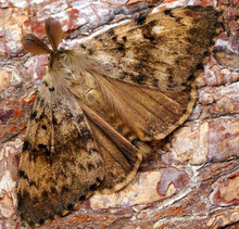 Spongy moth. Image: Ben Sale. 
