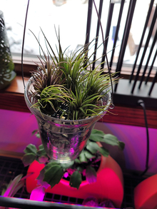 A silver Mercury glass narrow hanging container with small, grass-like plants