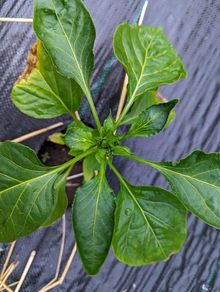 A pepper plant with misshapen leaves as a result of herbicide drift.